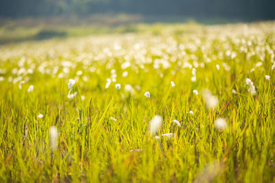 Close-up of white flowering plants on field