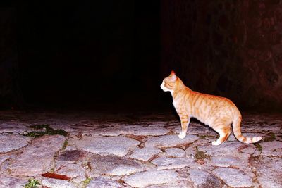 Cat standing in the dark