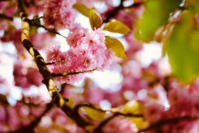 Close-up of pink cherry blossoms in spring