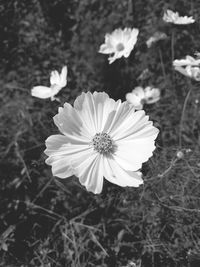 Close-up of flower blooming outdoors