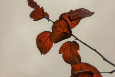 Close-up of dried autumn leaves