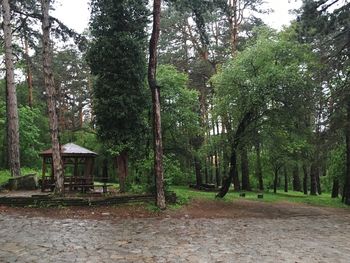 Footpath amidst trees