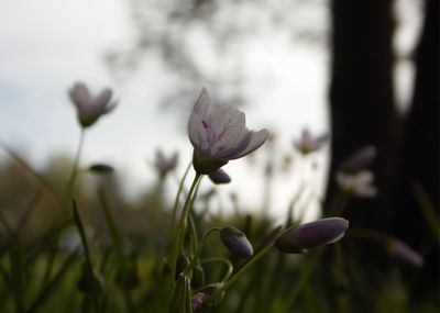 Close-up of purple flowering plant on field