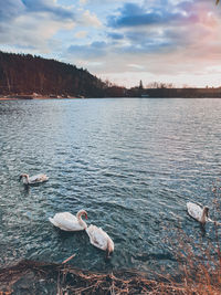 Swan swimming in lake against sky