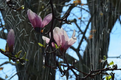 Close-up of flower blooming on tree