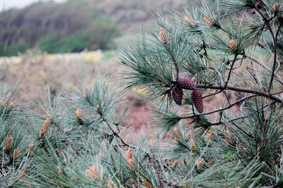 Close-up of plant