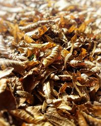 Close-up of dried leaves