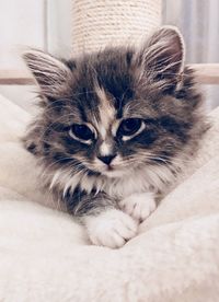 Close-up of cat resting on bed