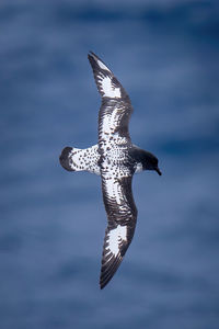 Cape petrel