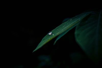 Close-up of water drops on leaf