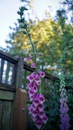 Close-up of pink flowers blooming outdoors