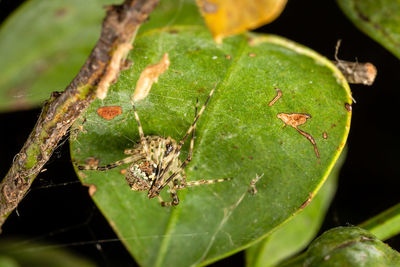 Close-up of insect on leaves