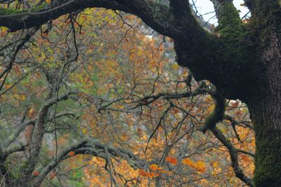 Close-up of tree in forest during autumn