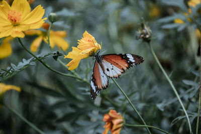Close-up of butterfly pollinating on flower