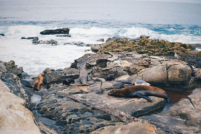 Seal on rocks at beach