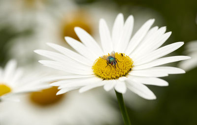 Close-up of white daisy flower