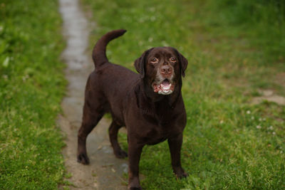 Portrait of dog standing on field