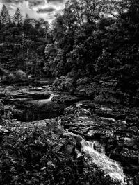 Scenic view of river in forest