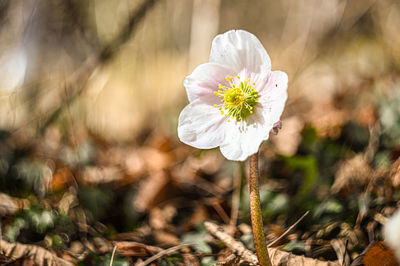 Close-up of white flowering plant on field