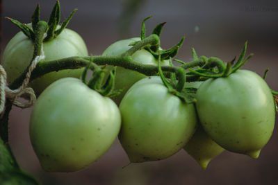 Close-up of fruits growing on plant