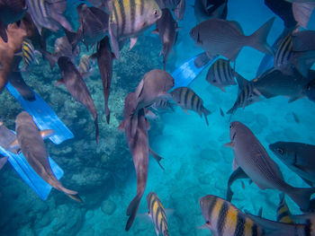 Fish swimming in sea