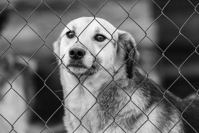 Portrait of dog seen through chainlink fence