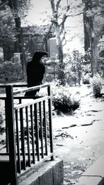 Bird perching on snow