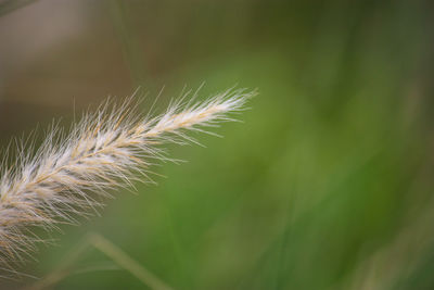 Close-up of dandelion on field