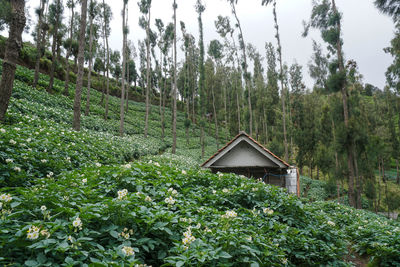 View of plants growing on field