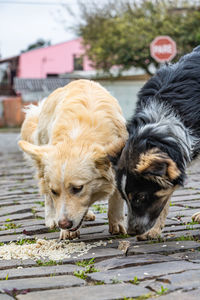 Close-up of dog