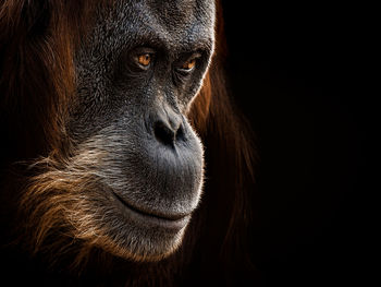 Close-up of orangutan looking away against black background
