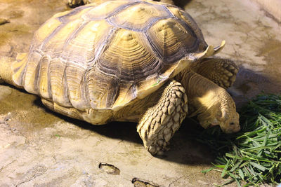 High angle view of shell on land