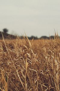 Close-up of wheat field against sky