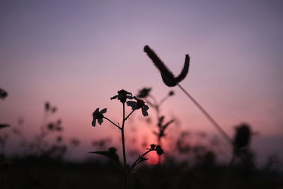 Close-up of silhouette flowering plant against sky during sunset