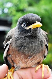 Close-up of hand holding bird