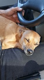Close-up of dog resting