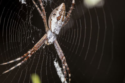 Close-up of spider on web