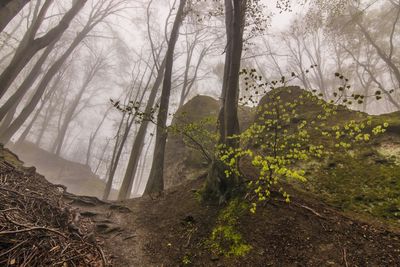 Low angle view of bare trees in forest during foggy weather