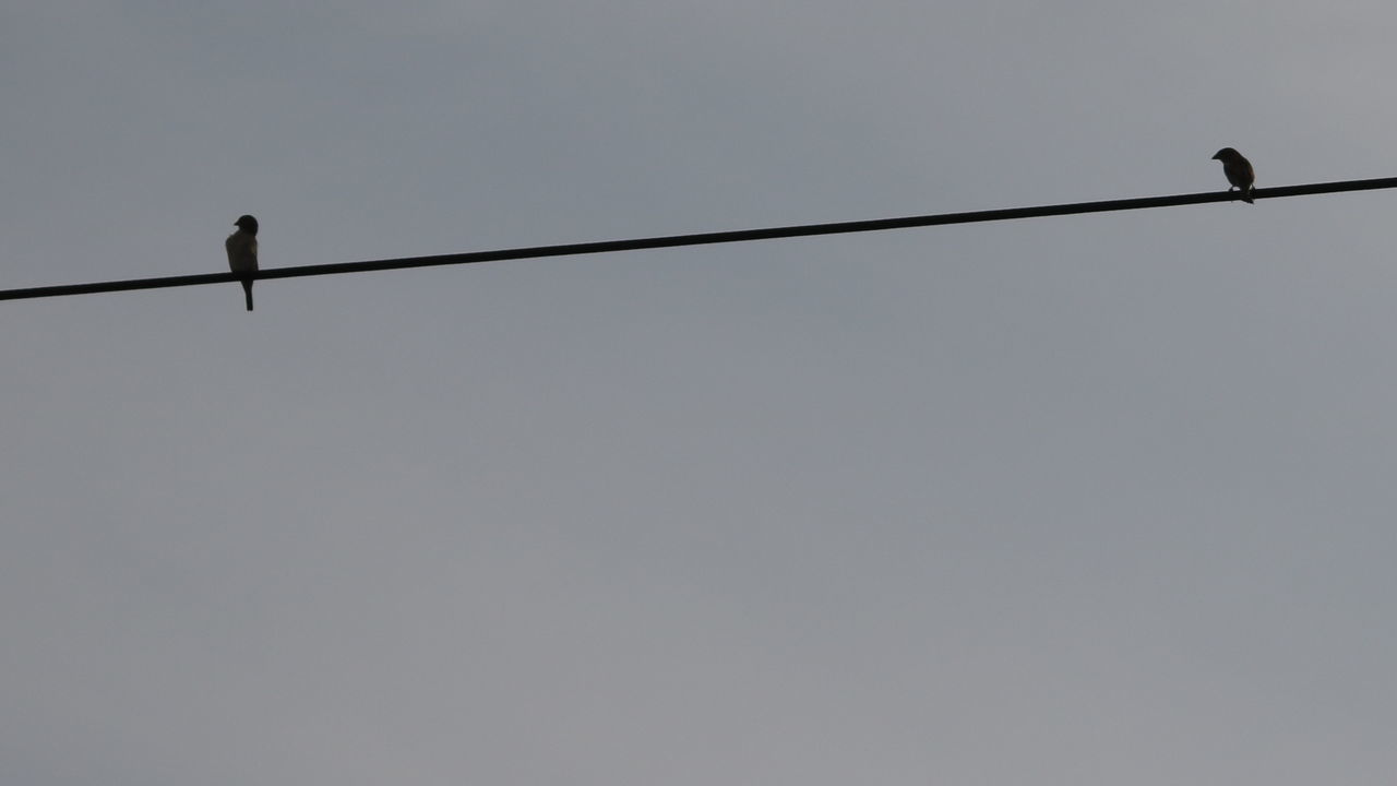 LOW ANGLE VIEW OF BIRDS PERCHING ON CABLE