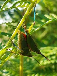 Insect on leaf