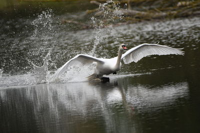 Bird flying over lake