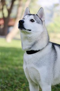 Close-up of dog looking away