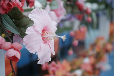 Close-up of pink flowers on branch