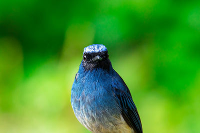 Close-up of bird perching