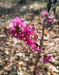 Close-up of pink flowers blooming outdoors