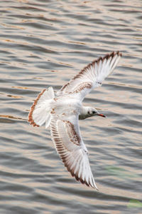 Seagulls flying over lake