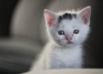 Close-up portrait of kitten