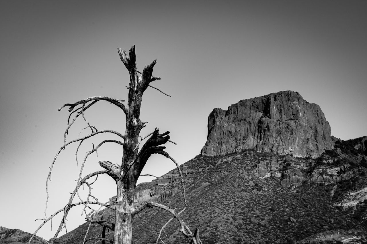 LOW ANGLE VIEW OF DEAD TREE AGAINST CLEAR SKY