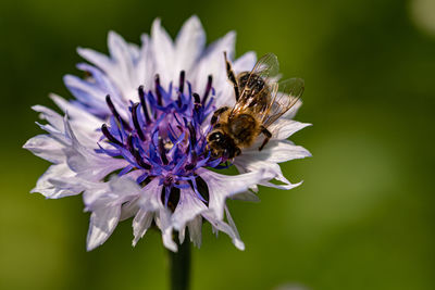 Close-up of bee on flower