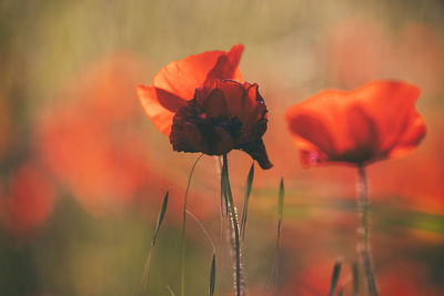 Poppies in tuscany, italy ii